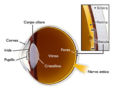 Scehma Retina